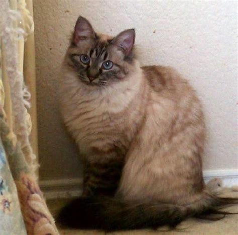 Its coat colors are either white or cream, but its points have a variety of shades, including. 54 best images about Siamese-Maine Coons/Long Haired ...