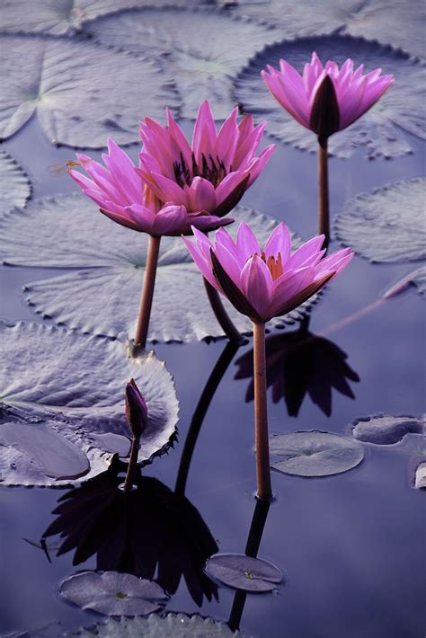 Lotus Flowers At Dawn Flowers Perennials Lotus Flower Delphinium