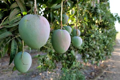 Queenslands Mango Season Starts In Bowen Amid Export Concerns Due To