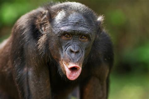 Bonobo Guide Discover Wildlife