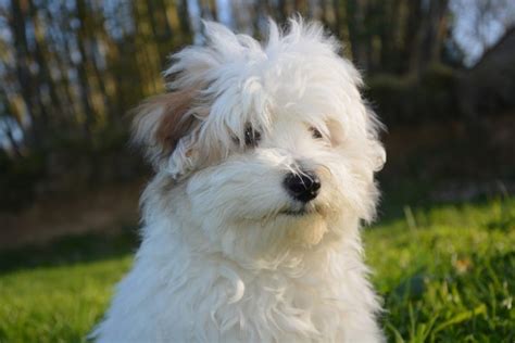 Coton De Tulear Dog Breed Info Pictures And Facts Hepper