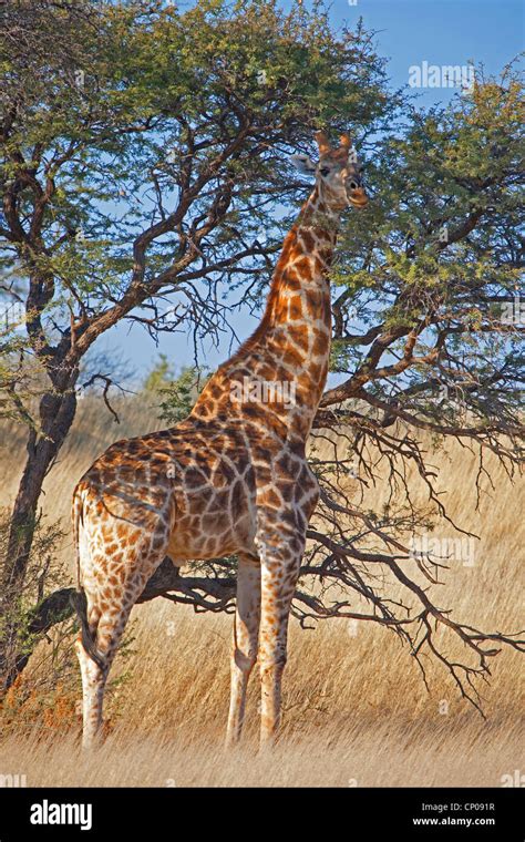 Cape Giraffe Giraffa Camelopardalis Giraffa Standing Under Acacia