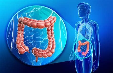 Large Intestine Definition And Function Bruin Blog