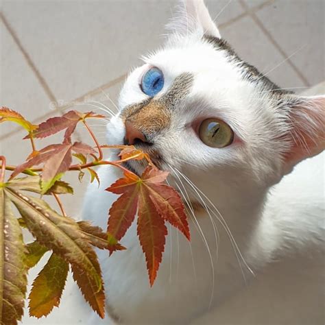 Meet Bowie The Rescue Kitten With Different Colored Eyes That S Going Viral On Instagram