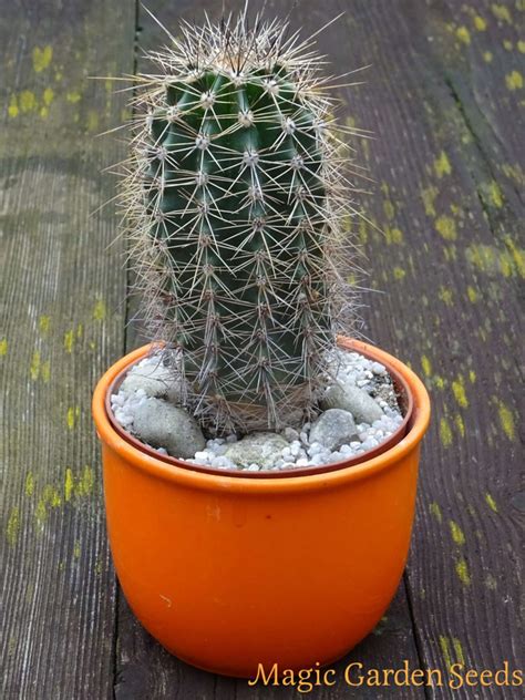 This process is done very slowly and with much care. Pin en Cactus