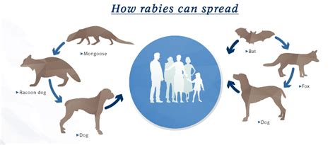 Widespread animal vaccination has made transmission from dogs to people rare in the u.s. 10 things you should know about rabies | boehringer ...
