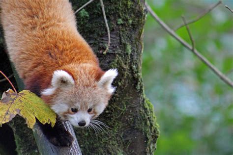 Red Panda Twins Debut At Belfast Zoo Zooborns