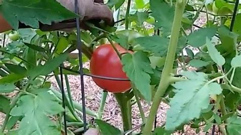 Tomato Pruning In Four Simple Steps Finegardening