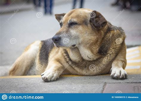 Beautiful Portrait Of A Dog Stock Image Image Of Canids Carnivorous