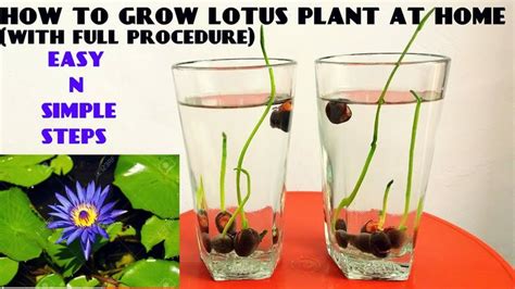 The seeds of the flower can survive droughts for more than over 200 hundred years, and are able to. How to Grow Lotus Plant at Home With Updates( FAST N EASY ...