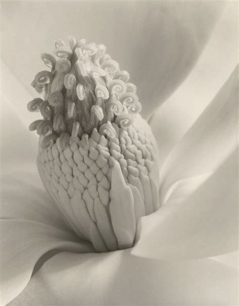 Sublimes Fotografías De Flores De Imogen Cunningham En Las Décadas De