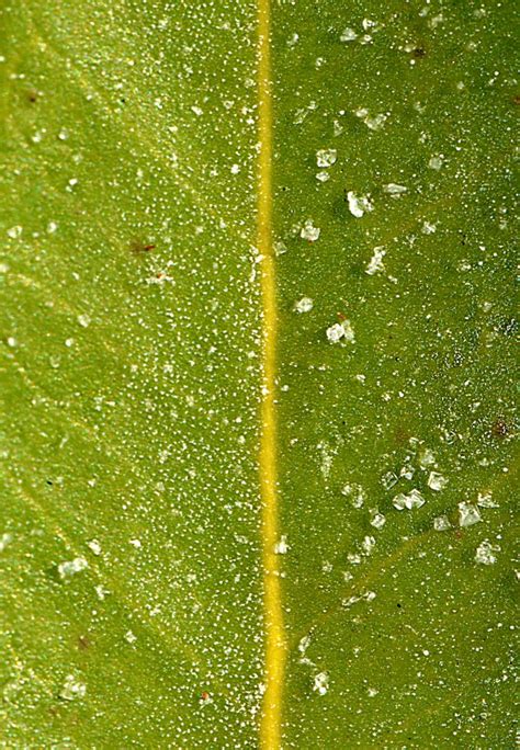 Fungal diversity and plant disease in mangrove forests: Salt crystals excreted on the surface of the black ...