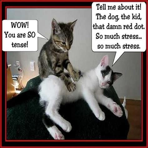 Pin By Complete Health Chiropractic C On Massage Humorquotes Cat