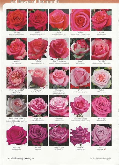 Flower Classroom 2013 New Rose Varieties Published In Super Floral