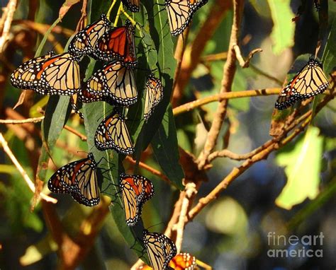 Clustering Monarch Butterflies Photograph By Carol Komassa Pixels
