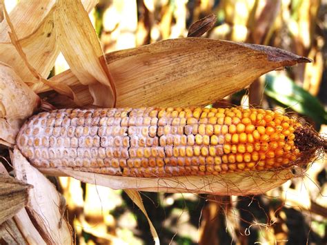 Scouting For Stalk And Ear Rot Diseases Cropwatch University Of