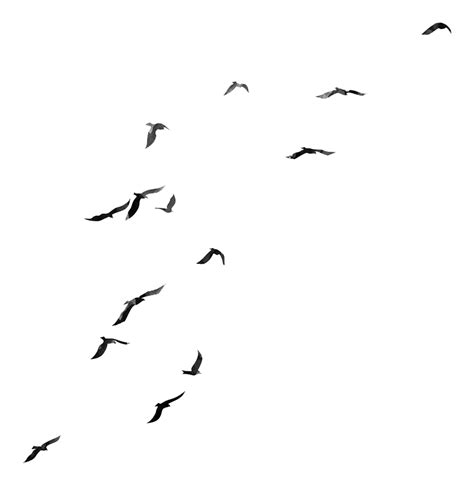 Flying Flock Of Birds Png All Png All