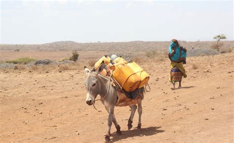 Africa Chinas Demand For Africas Donkeys Is Rising Why Its Time To