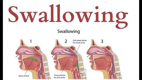 Diagram Normal Swallow Diagram Mydiagramonline