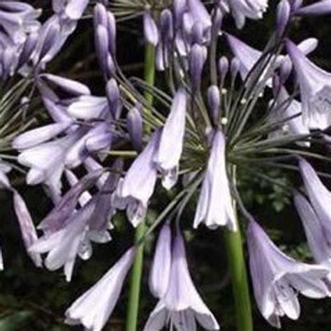 Agapanthus Liams Lilac African Lily Liams Lilac In Gardentags
