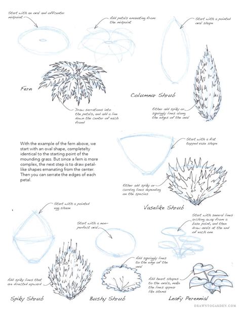 How To Draw Plants Drawntogarden