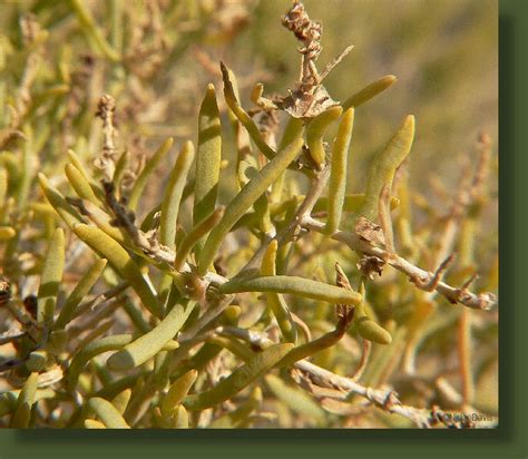 Photos Of Utah Plants Photos Of Greasewood Chenopodiaceae Sarcobatus