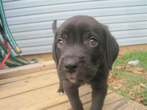Virginia has a moderately high percentage of pet owners. Labrador Mix Puppies for Adoption for Sale in Spotsylvania ...