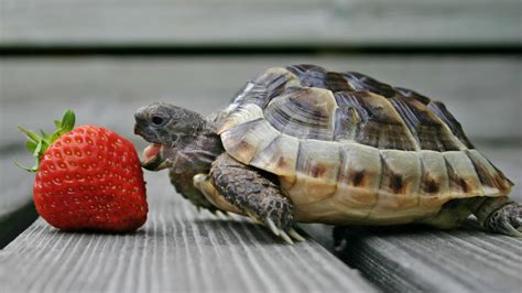 Turtle Eating Strawberry Wallpapers Wallpaper Cave
