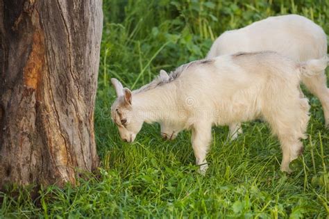 Cute Goat Grazing On Grass Little Kid Goats White Goats In A Field