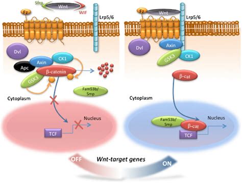 The Wnt Catenin Signaling Pathway In The Wnt Off State Defined By