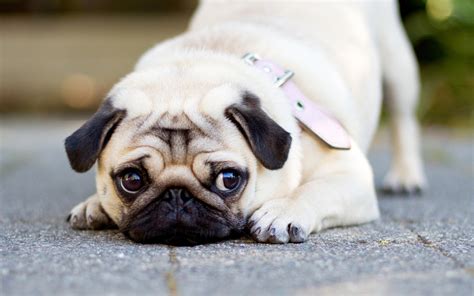 Pug Full Hd Wallpaper And Background 1920x1200 Id452289
