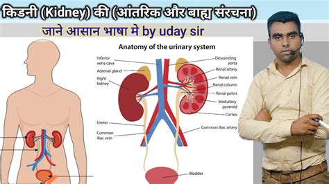 Kidney Structure And Function In Hindi Anatomy And Physiology Of The