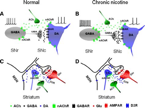 Diagram Of Chronic Nicotine Modulation Of Nigrostriatal Pathway A In