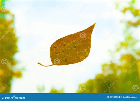 Leaf Falls From The Tree In Autumn Stock Photo Image Of Fall Leaf