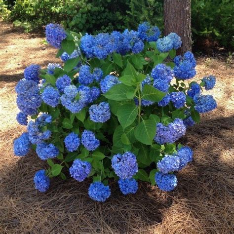 Nikko Blue Hydrangea Huge Deep Blue Blooms — Plantingtree