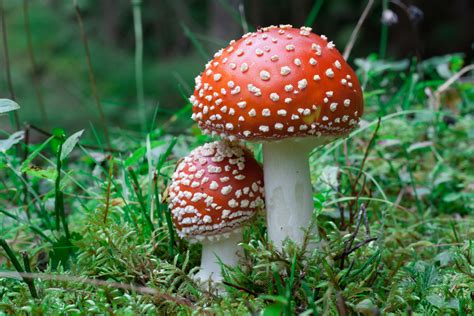 Beyond Psilocybin Mushrooms Have Lots Of Cool Compounds Scientists