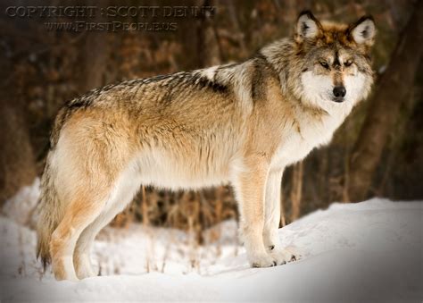 Assured Mexican Gray Wolf Aka Canis Lupus Baileyi