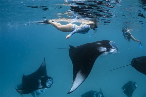 Guide To Swimming With Manta Rays In Maldives Hanifaru Bay Indulge