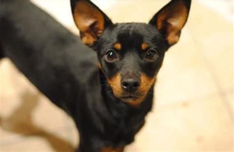 Miniature Pinscher Mixed Breed Dog For Adoption In Kansas City