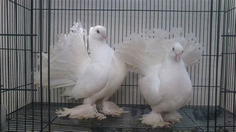 Fancy Pigeons For Sale In Erode Erode For Sale In Erode Tamil Nadu