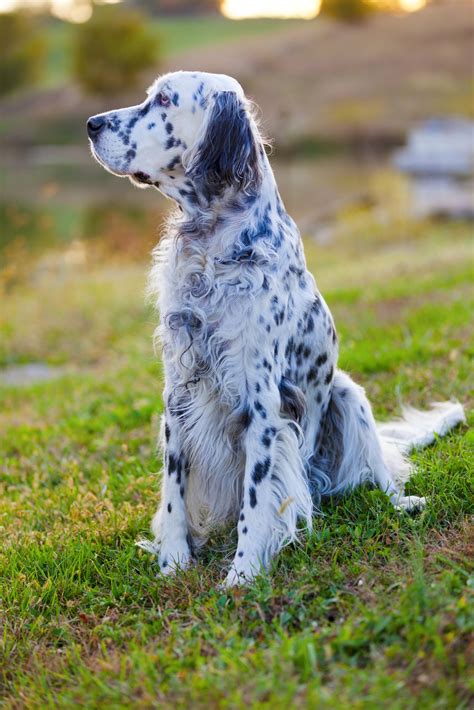 English Setter Dog