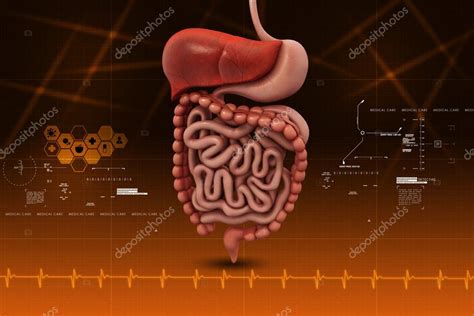 Human Digestive System Stock Photo By ©cuteimage1 56162303