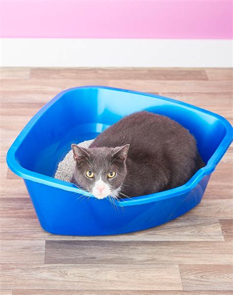 10 Small Litter Boxes That Get The Job Done Purewow