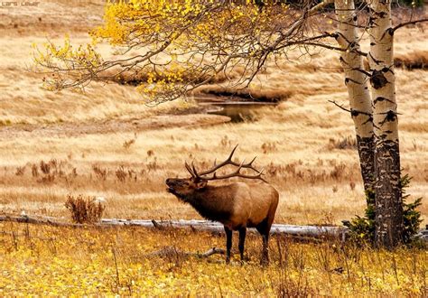 Elk With Fall Foliage I Looked Through A Folder With Older Photos And