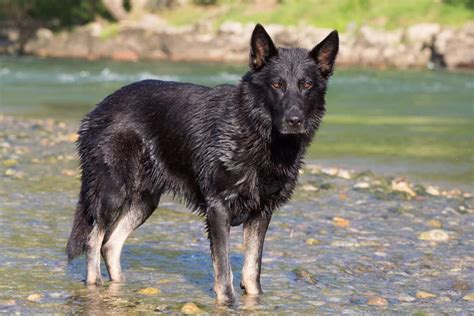 Black German Shepherd Wolf Mix Puppies