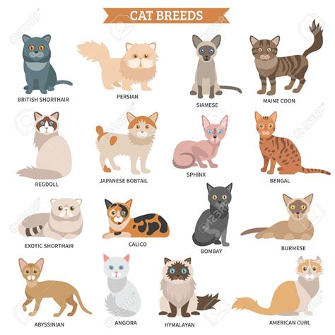 Wild Cats Species List
