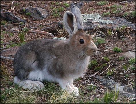 Coniferous Forest Animals And Plants Coniferous Forest Animals See