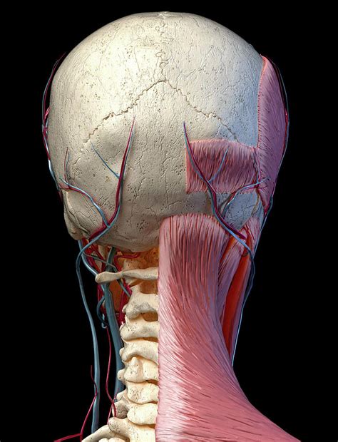 Posterior View Of Head With Skull Photograph By Pixelchaos Pixels