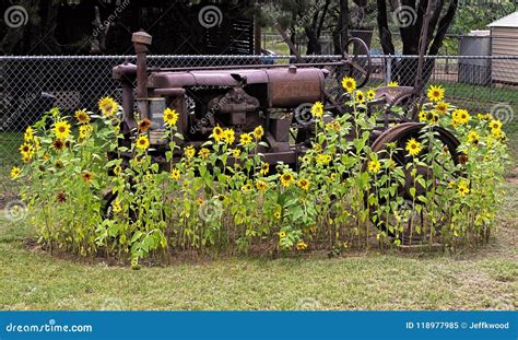 Rusty Tractor Surrounded By Sun Flowers Editorial Image Image Of