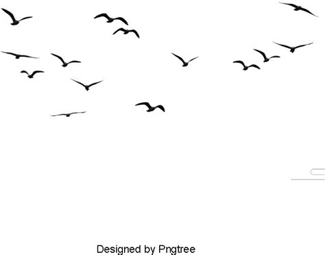 Download Transparent Birds Animal Birds Clipart Png Image And Clipart